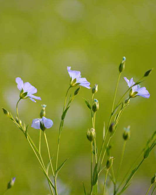 Cover Crop Certification for Professionals Course