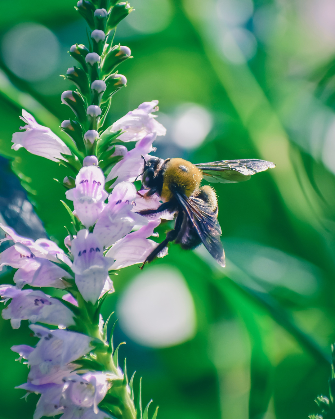 The Pollinator Backyard Hardcopy Bundle