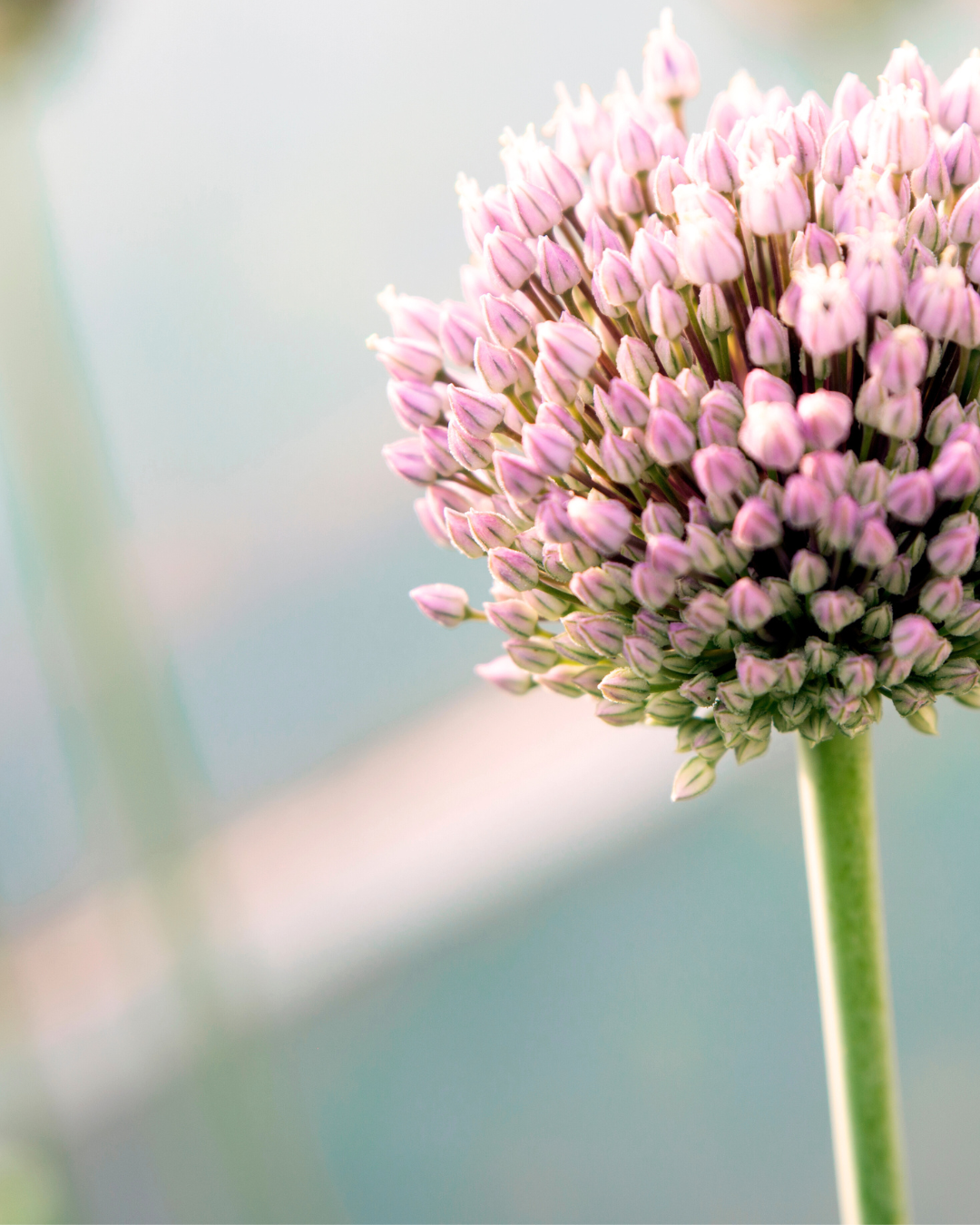 Organic Vegetable Seed Production Course